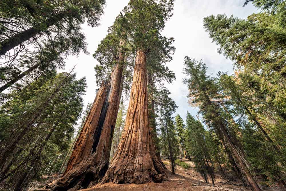 Data Structures Series V - Binary Trees